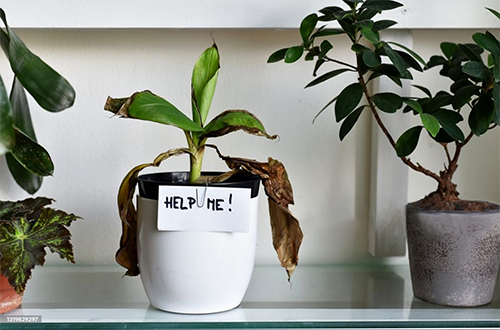 6 Beginner Gardening Mistakes That Secretly Kill Your Plants (Beginner Gardening Tips)