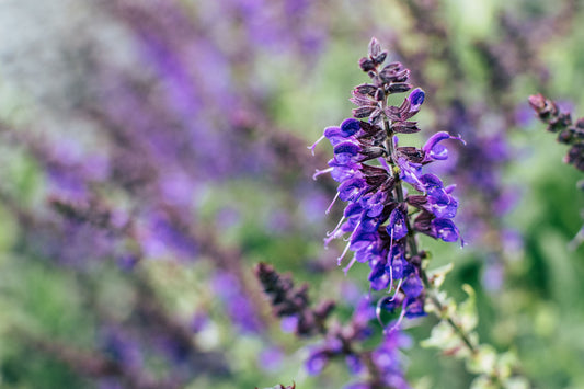 What to Plant in Summer in Florida
