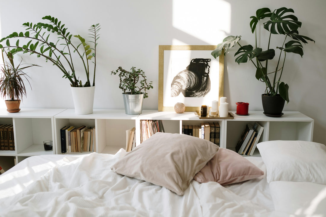 10 Best Plants That Help You Sleep Better