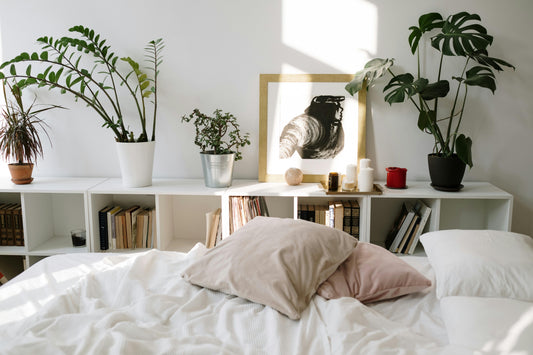 10 Best Plants That Help You Sleep Better